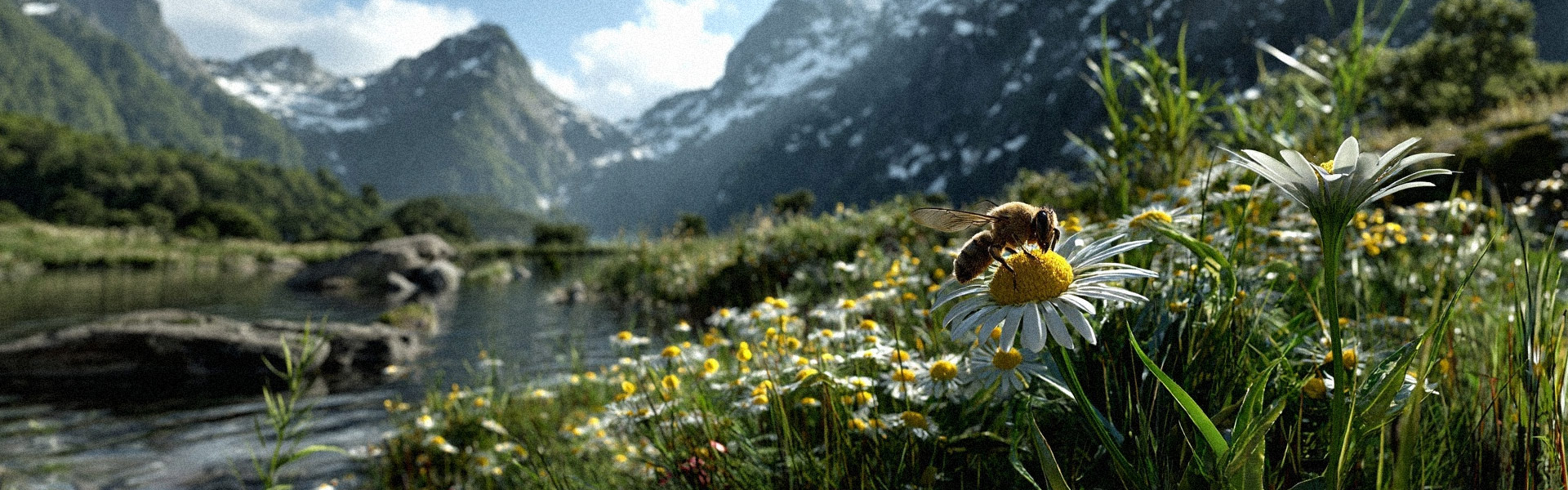 Eine Biene auf einer Wiese