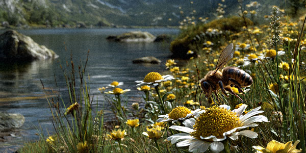 Eine Biene als Symbolbild für den Artenschutz