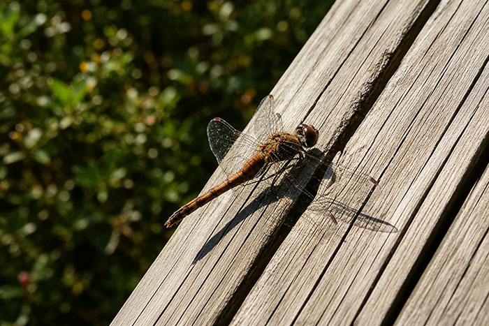 Libelle