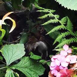 Mäuseplage bekämpfen professionell und zuverlässig -  Kammerjäger und Schädlingsbekämpfer Schneider für Völklingen und Tom die Katze